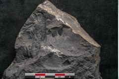 Foto (Detailansicht) von Asplenium hochstetteri Unger (NHMW-GEO-2024-0188-10305)